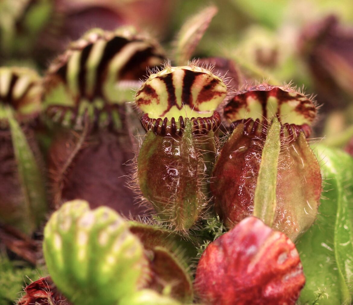 Cephalotus follicularis looking beautiful 🥰