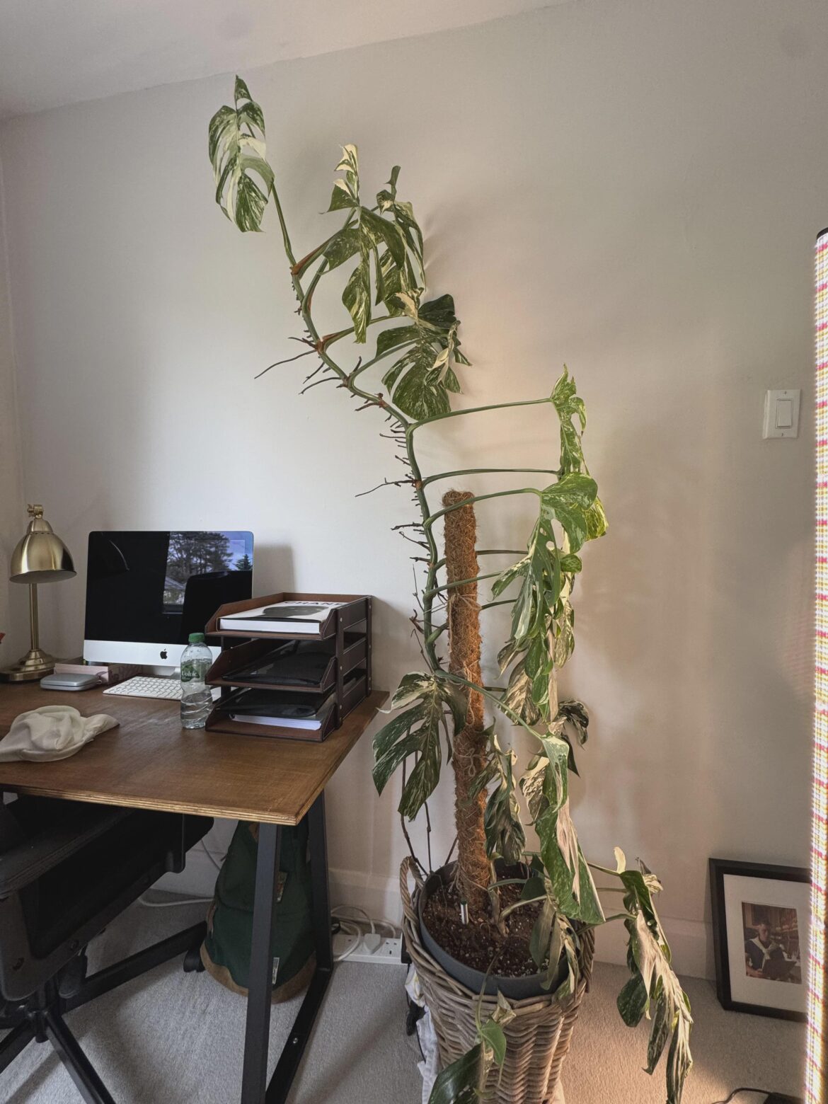 My son is an absolute menace on the basketball court at 6'7 - is this unfair to the other plants?