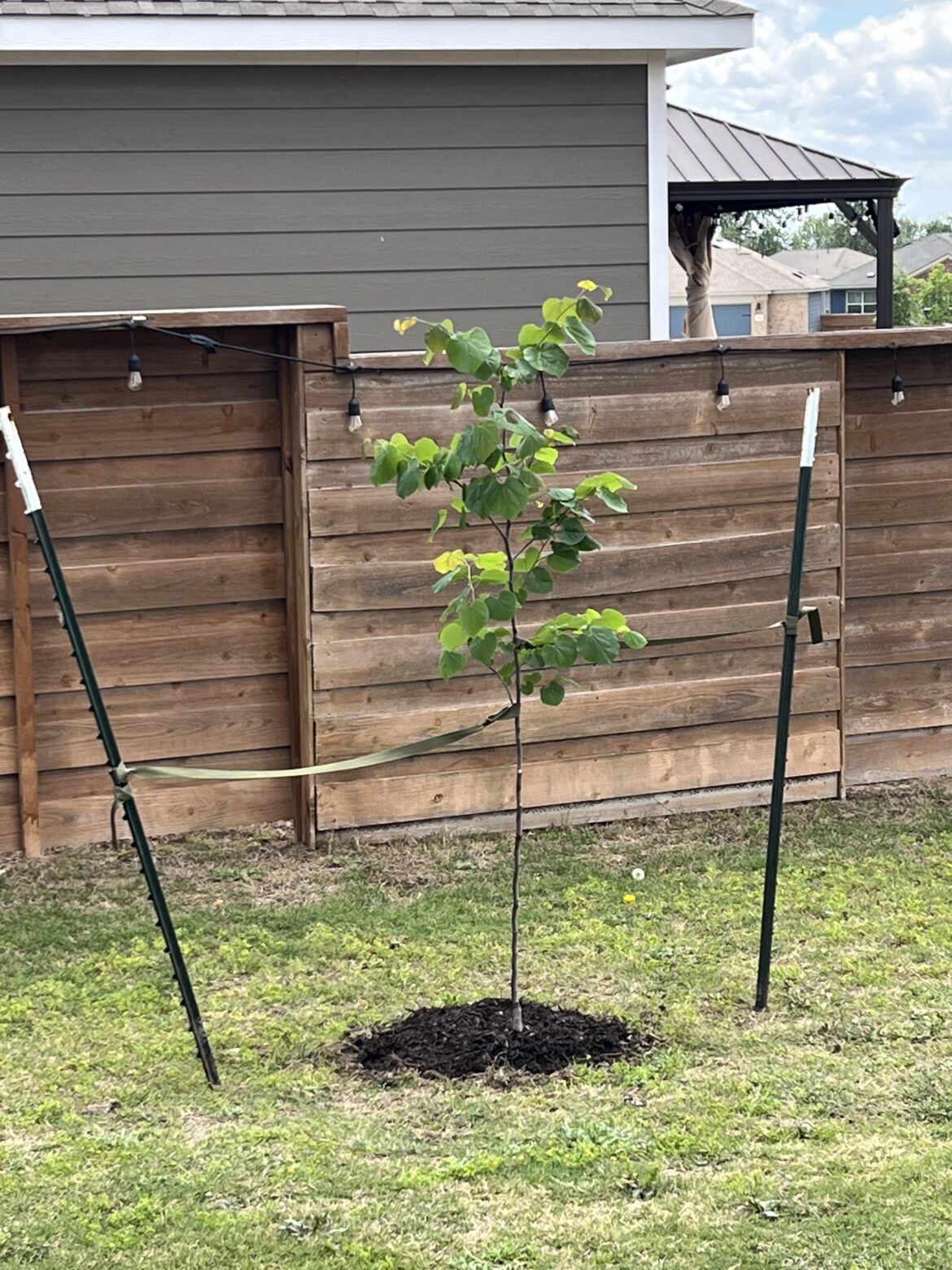 My favorite purchase from this year’s wildflower center plant sale! Texas redbud