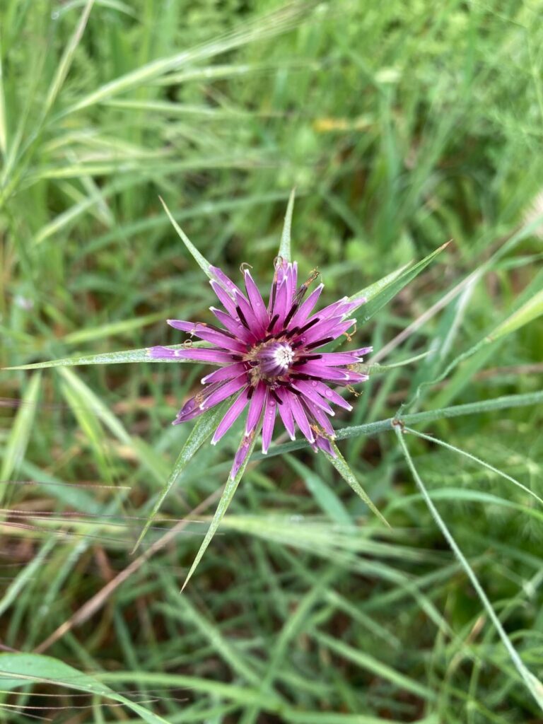 two different wildflowers in springtime in Aegean Turkey, first time i see them. any idea?