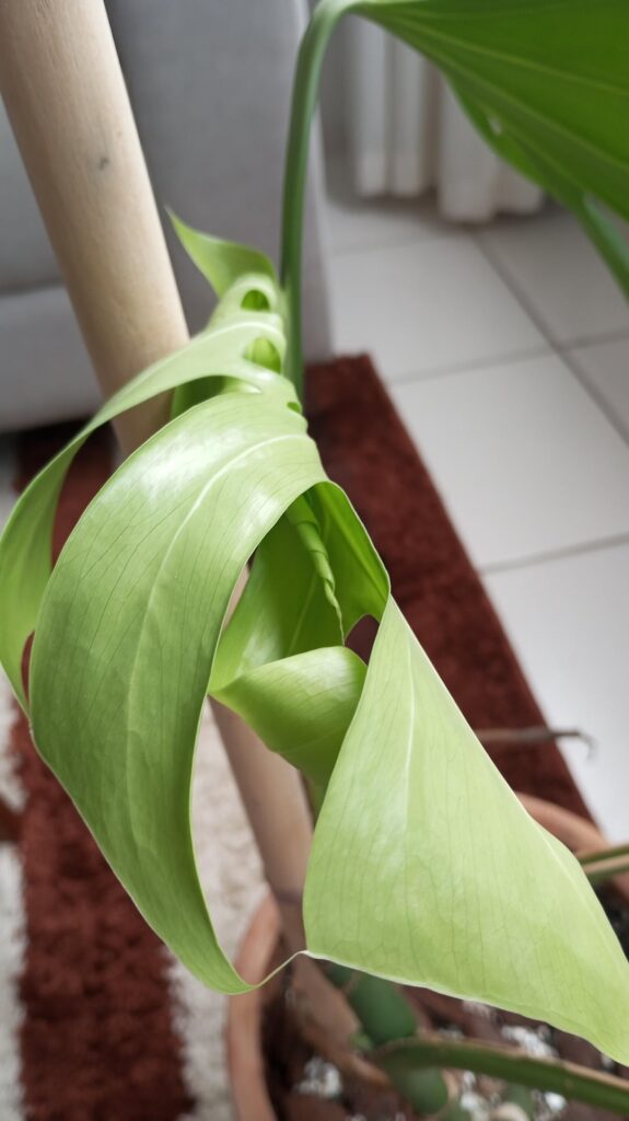 My baby leaf is already pregnant