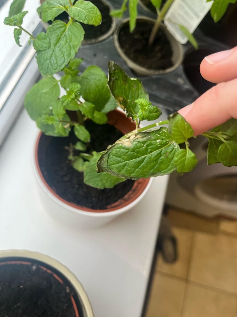 Some of my mint’s leaves look bad but the rest looks healthy
