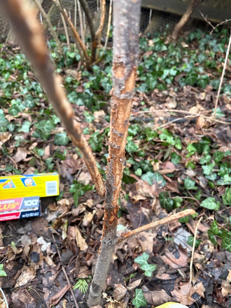 need advice on animal damaged kwanzan need advice on animal damaged kwanzan