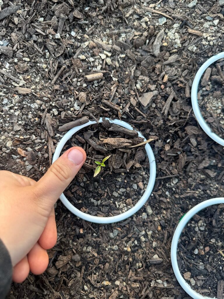 stunted pepper seedlings?