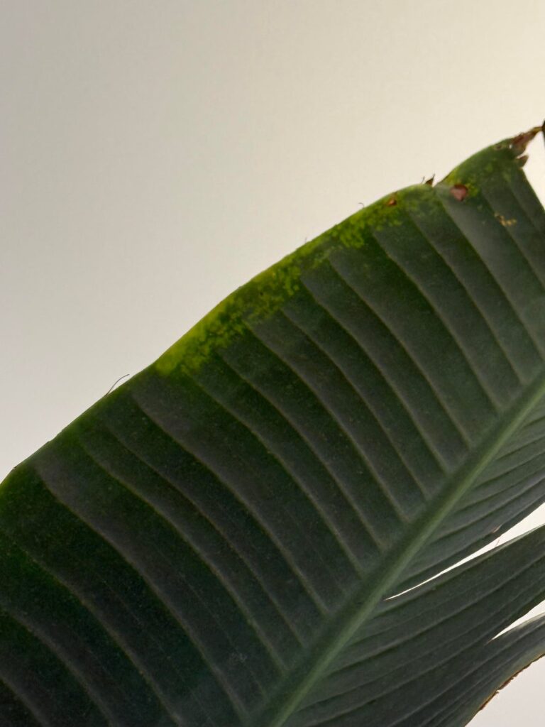 Is my banana leaf okay?