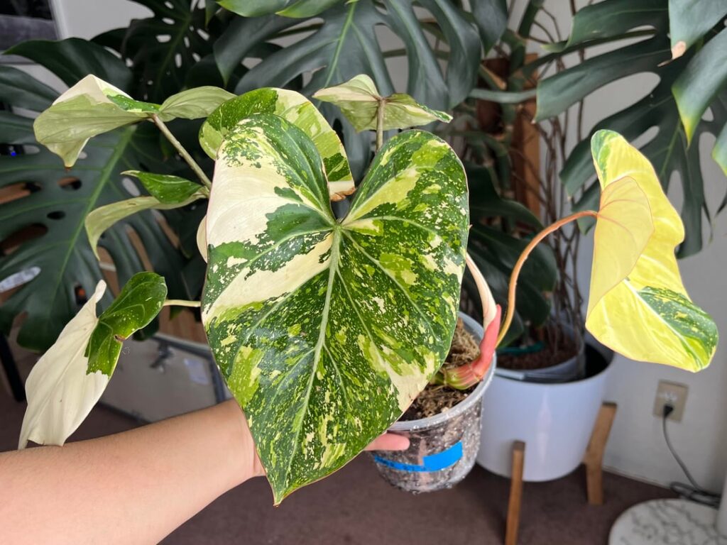 New plant/rant