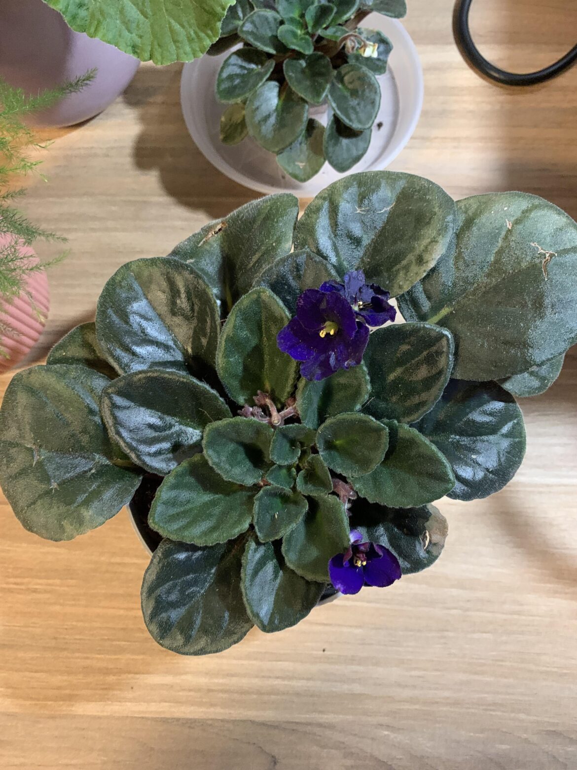 African Violet is a bit wonky African Violet is a bit wonky