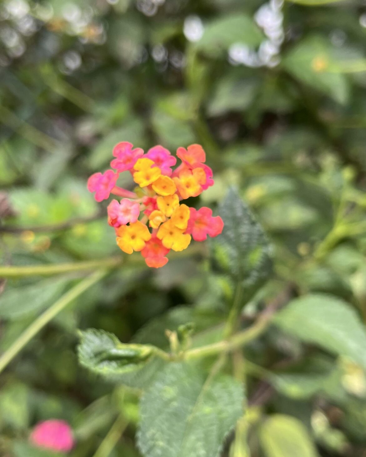 Mezcla de colores