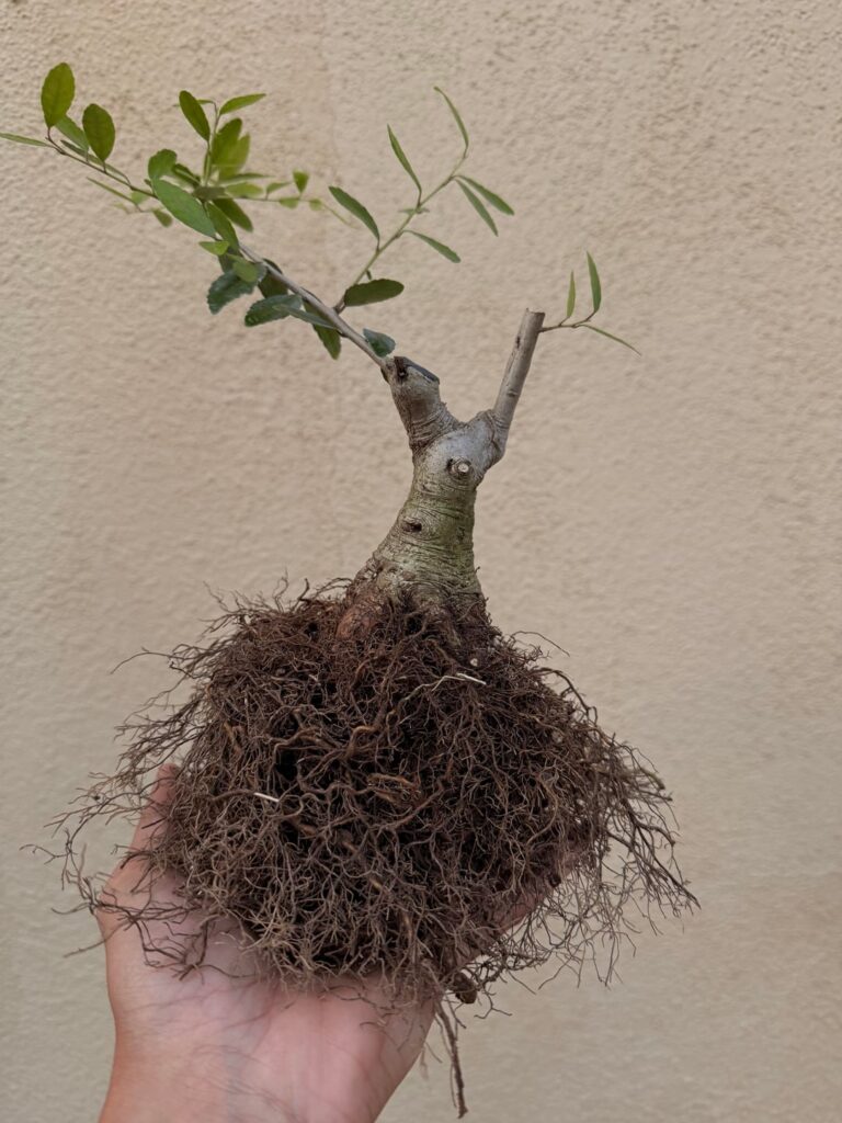 Yaupon Holly Finds Yaupon Holly Finds