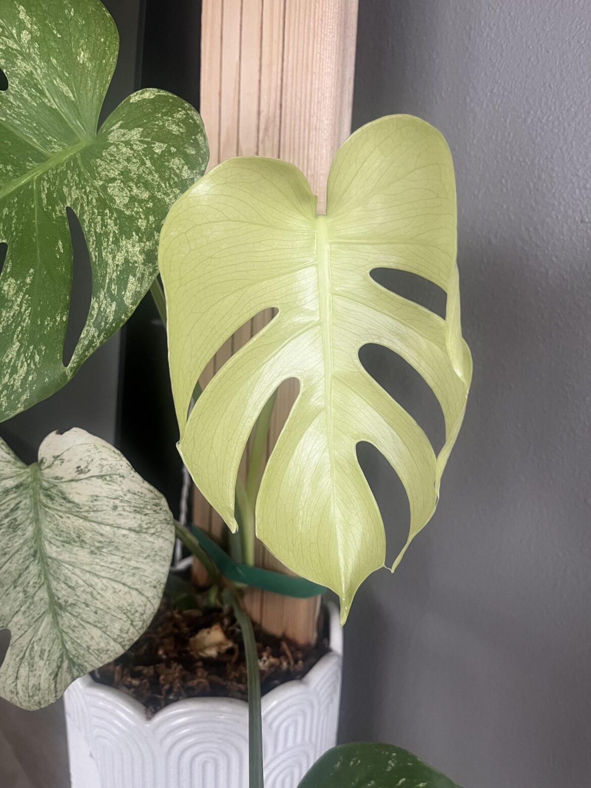 new leaf 😍