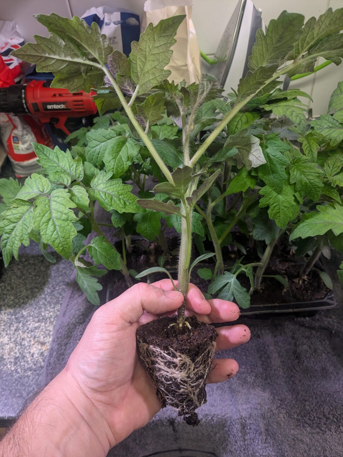 4 weeks olds waiting on the pot to come to pot up or take a gamble and plant in poly tunnel