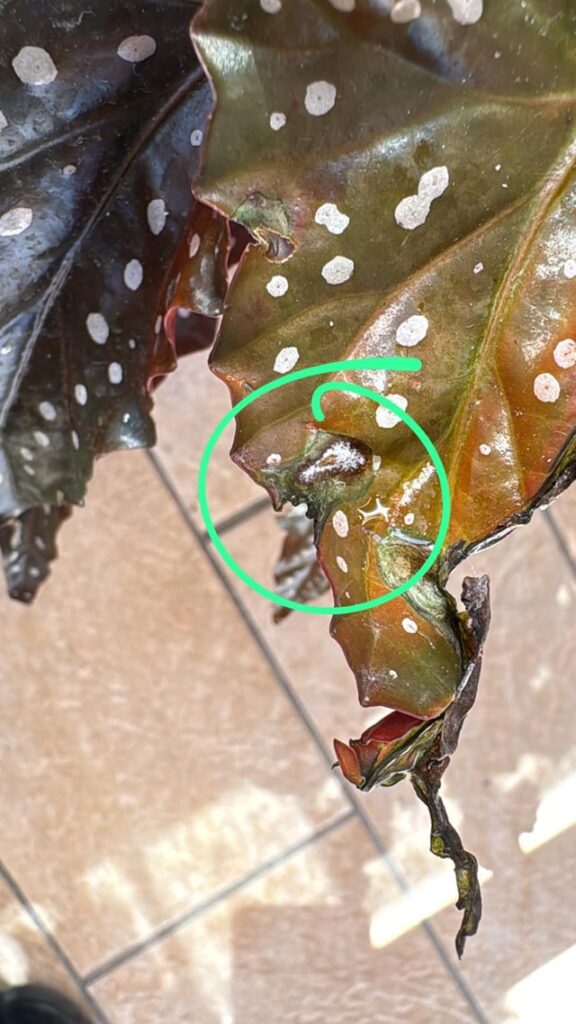 Bugs problem?