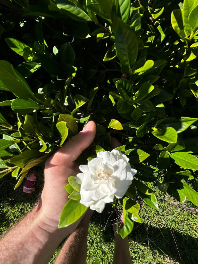 I live in sydney australia what plant is this?