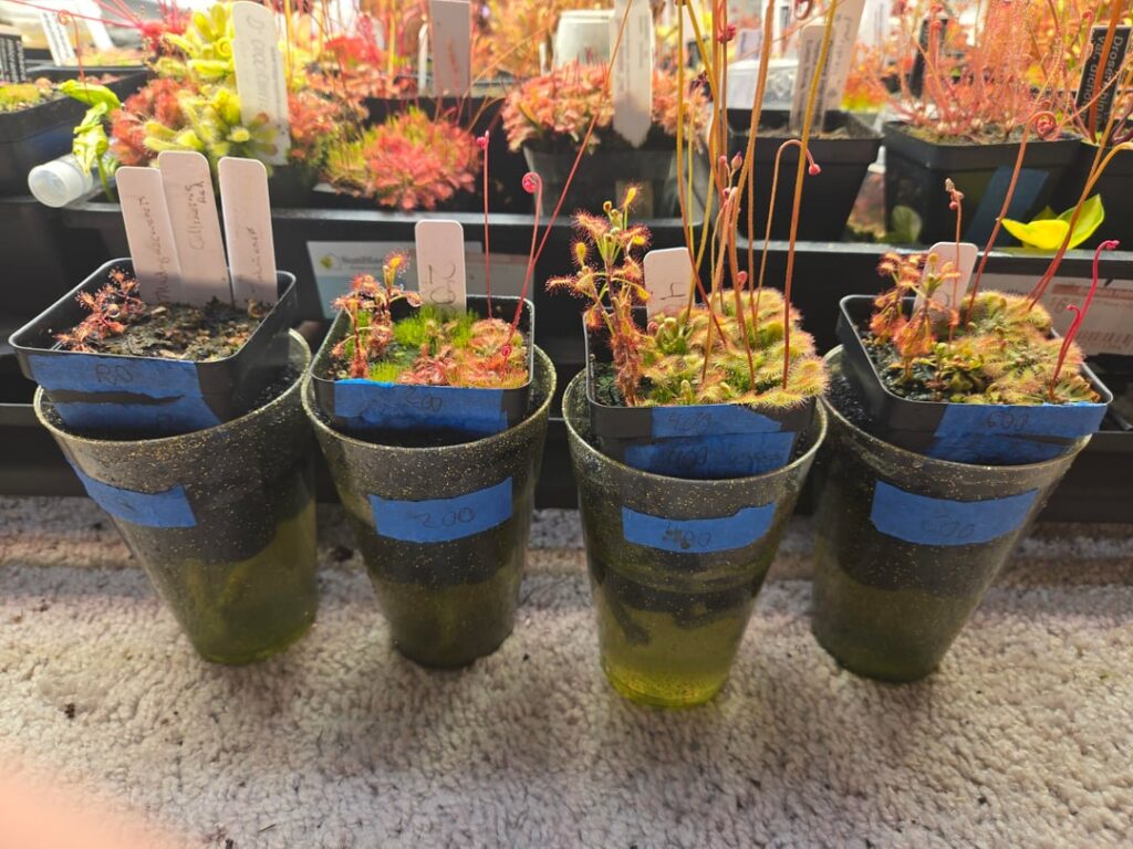 Drosera soil fertilization1 month later Drosera soil fertilization1 month later