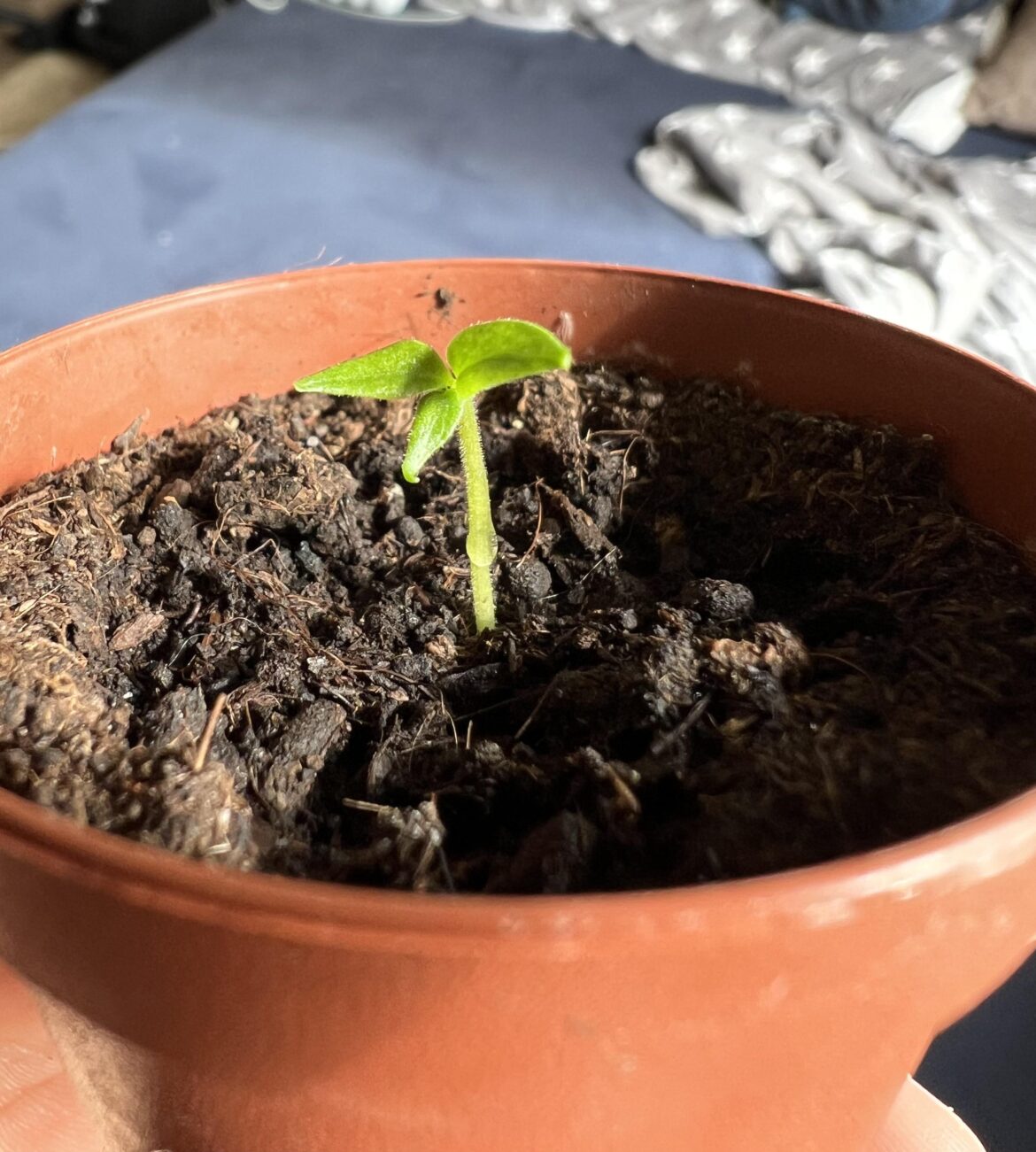 3 cotyledon Bhut Jolokia Yellow