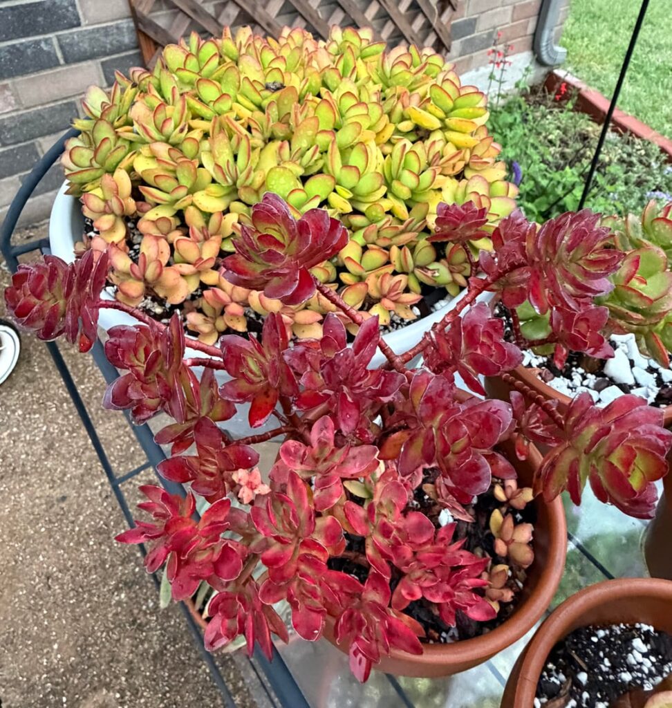 And to think once I hated Crassula species. How silly of me.