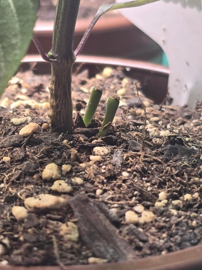 Culled these guys a few weeks ago. They appear to still be alive