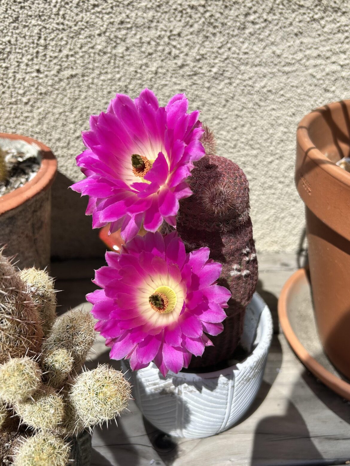 bloom time 🩷