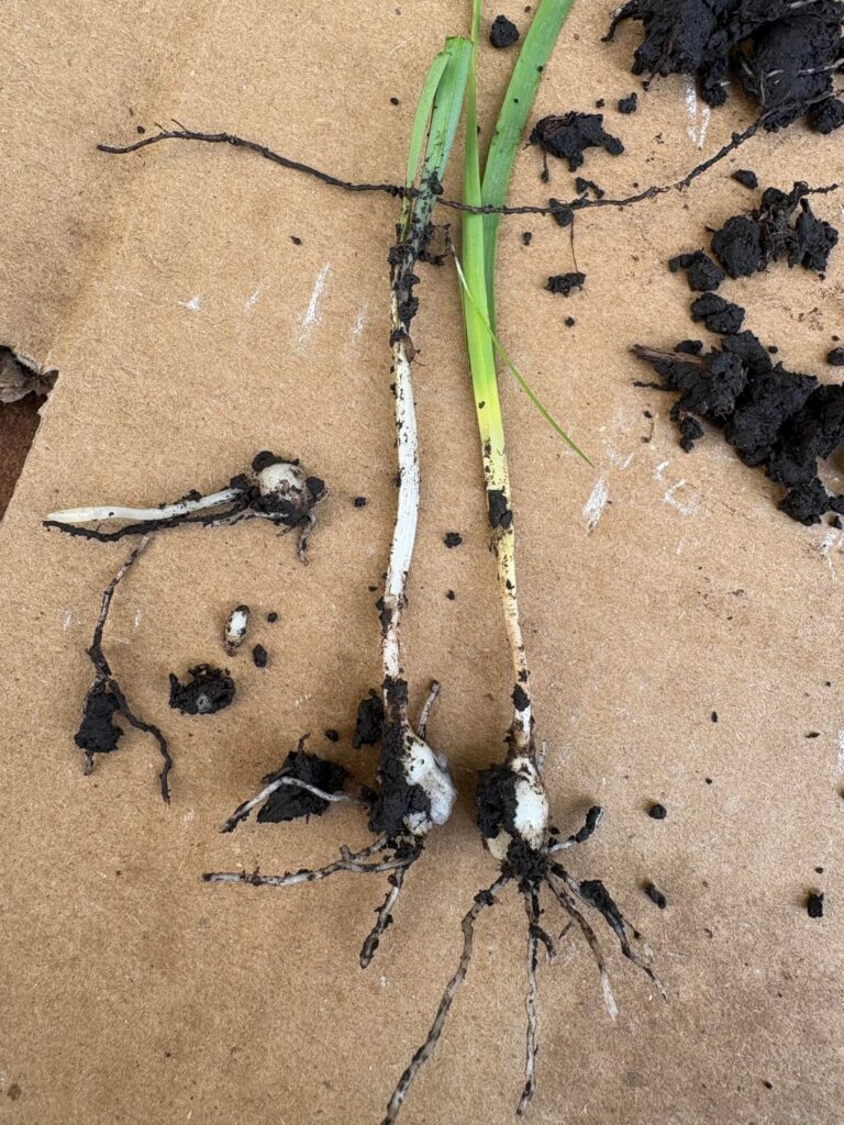 What is this weed?