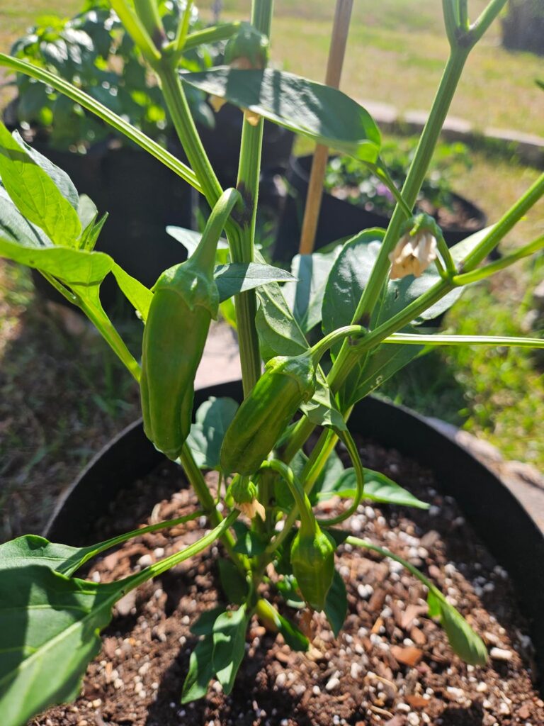 My garden is already thriving this year! (Newbie) My garden is already thriving this year! (Newbie)