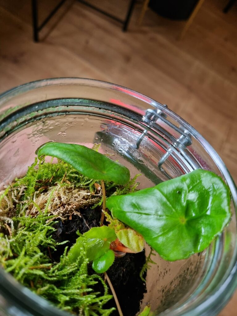 What plant is this?