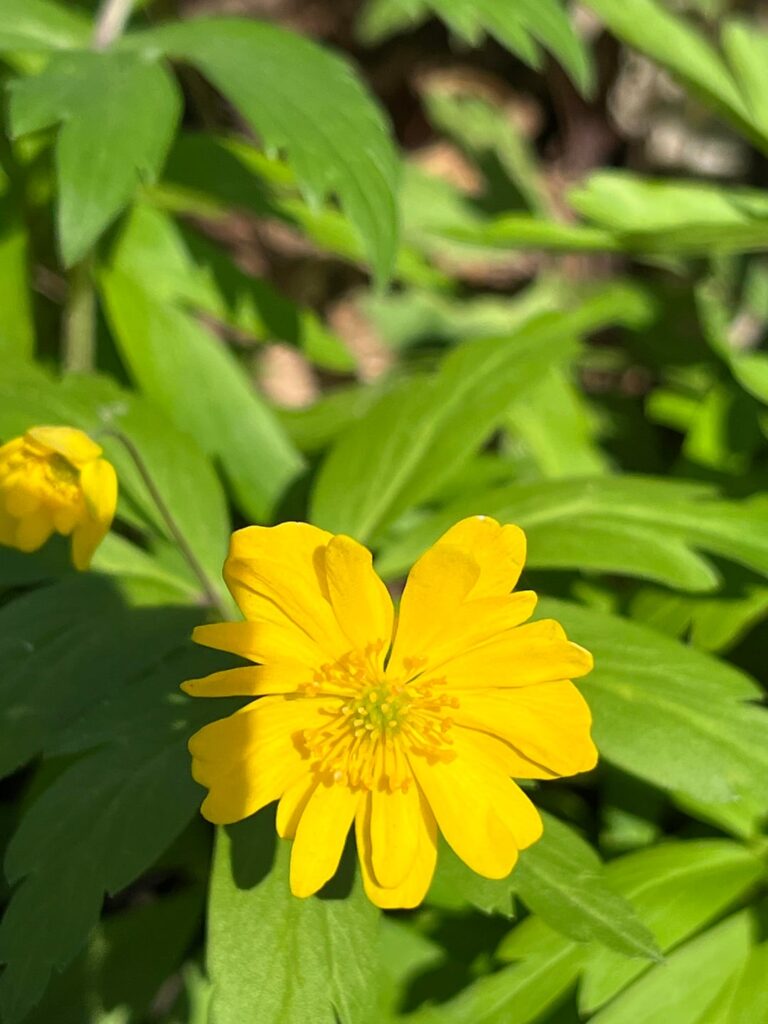 Who is this yellow fellow? (Twin Cities, MN)