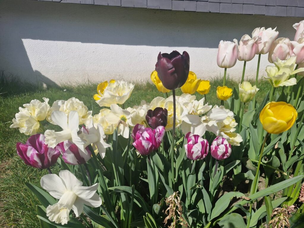 Mix of tulips