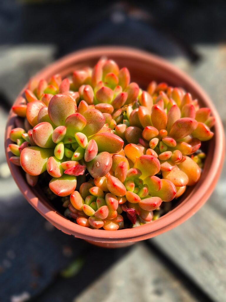 Forbidden candies