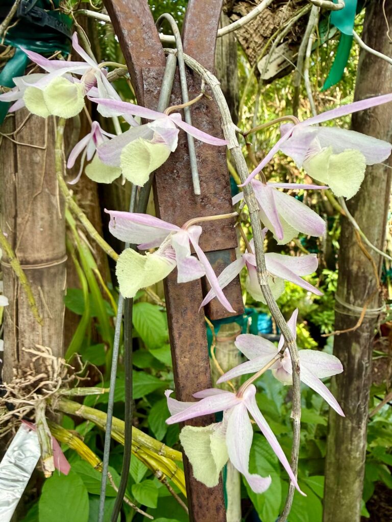 Dendrobium pierardii