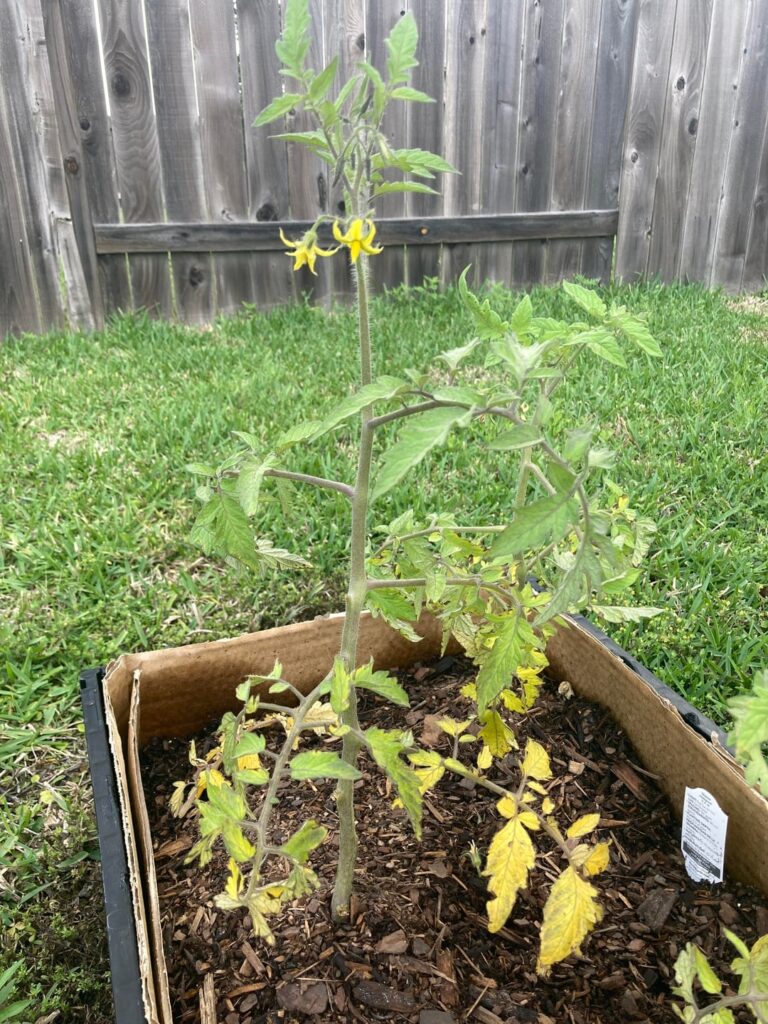 What’s wrong with my tomatoes