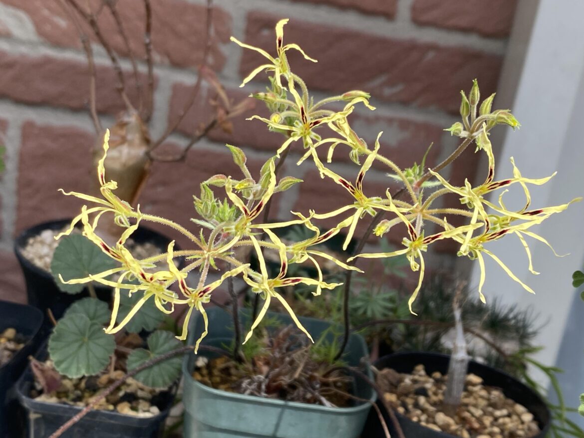 The flowers of Pelargonium undulatum