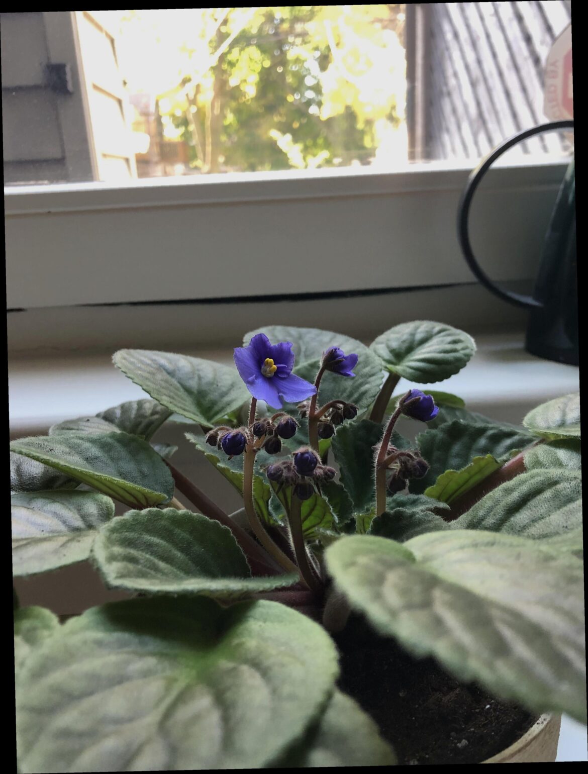 That feeling when you have tens of blooms on the way