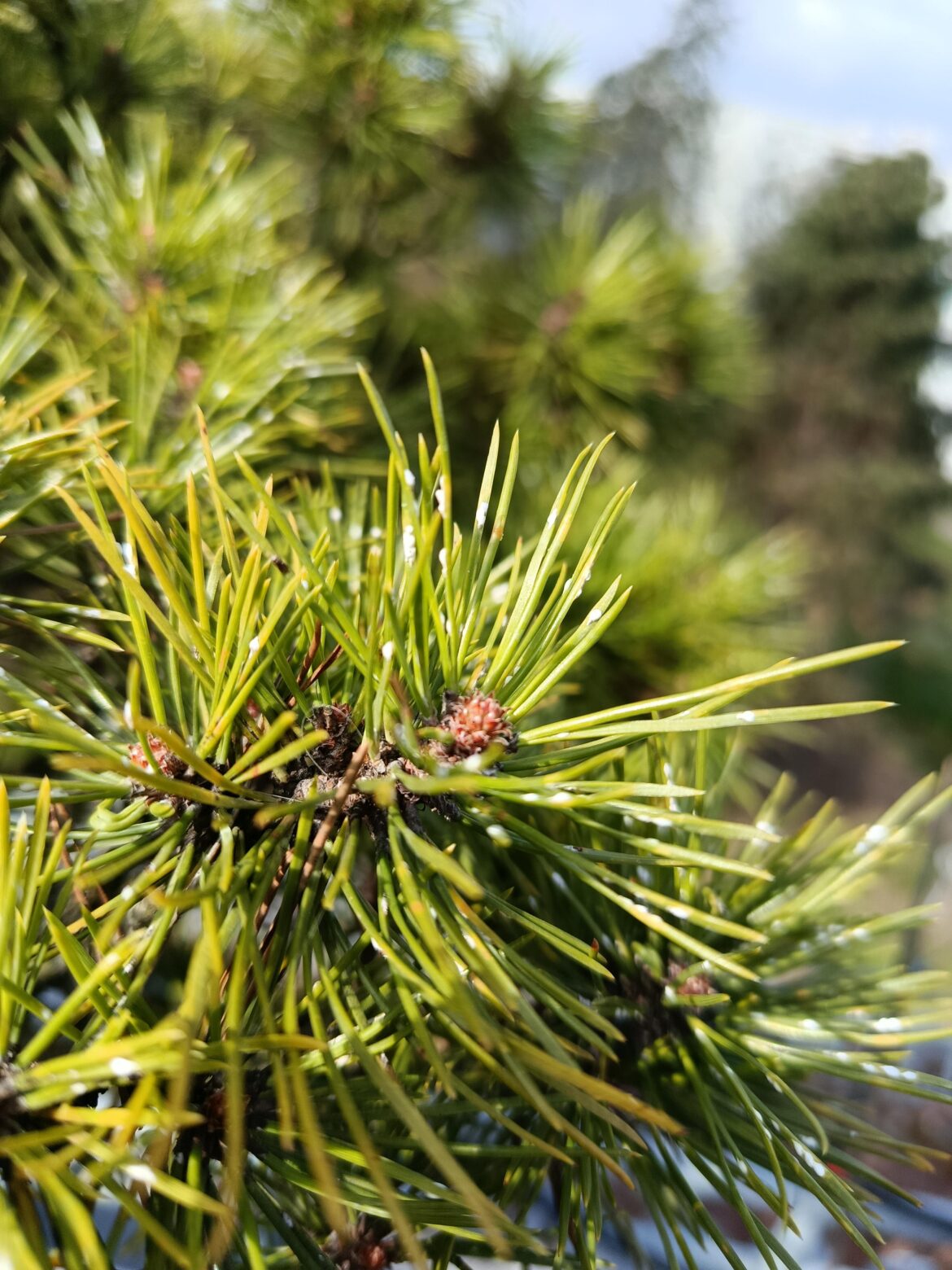 What to do against pine needle scale ony mugo