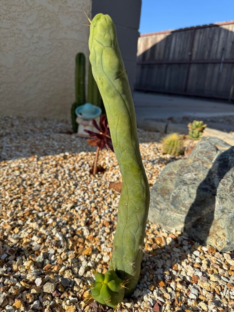 It’s nice to sometimes just admire the uniqueness and beauty of these cacti.