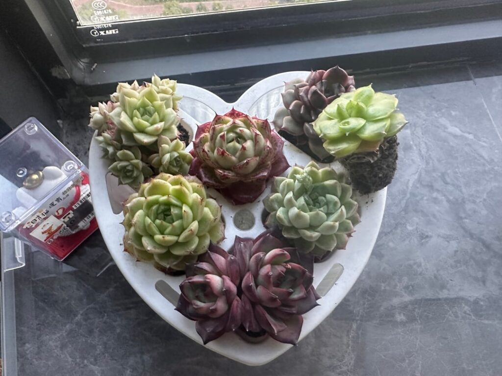 My sill