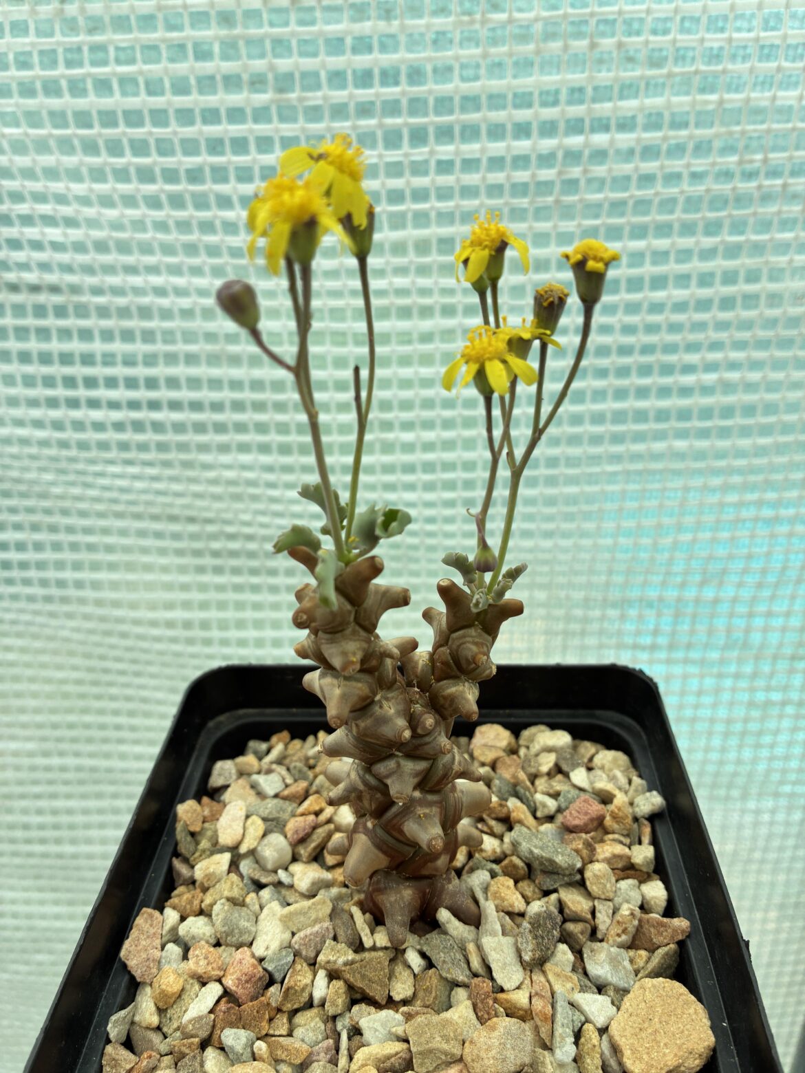 Othonna herrei