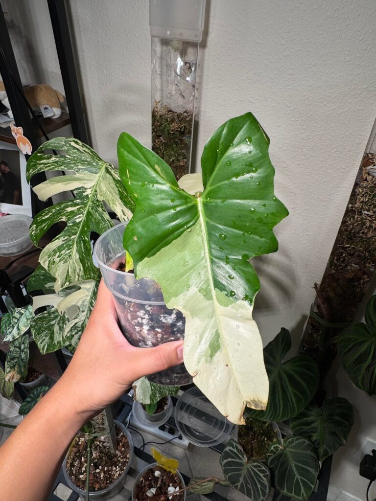Philodendron golden dragon variegated