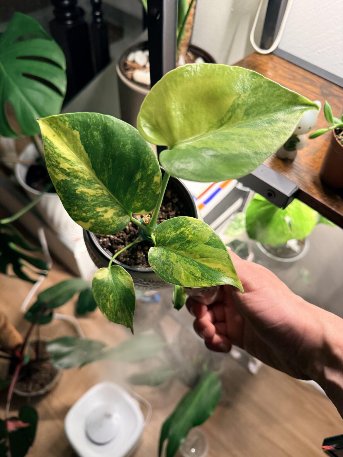 What’s your favorite Monstera?