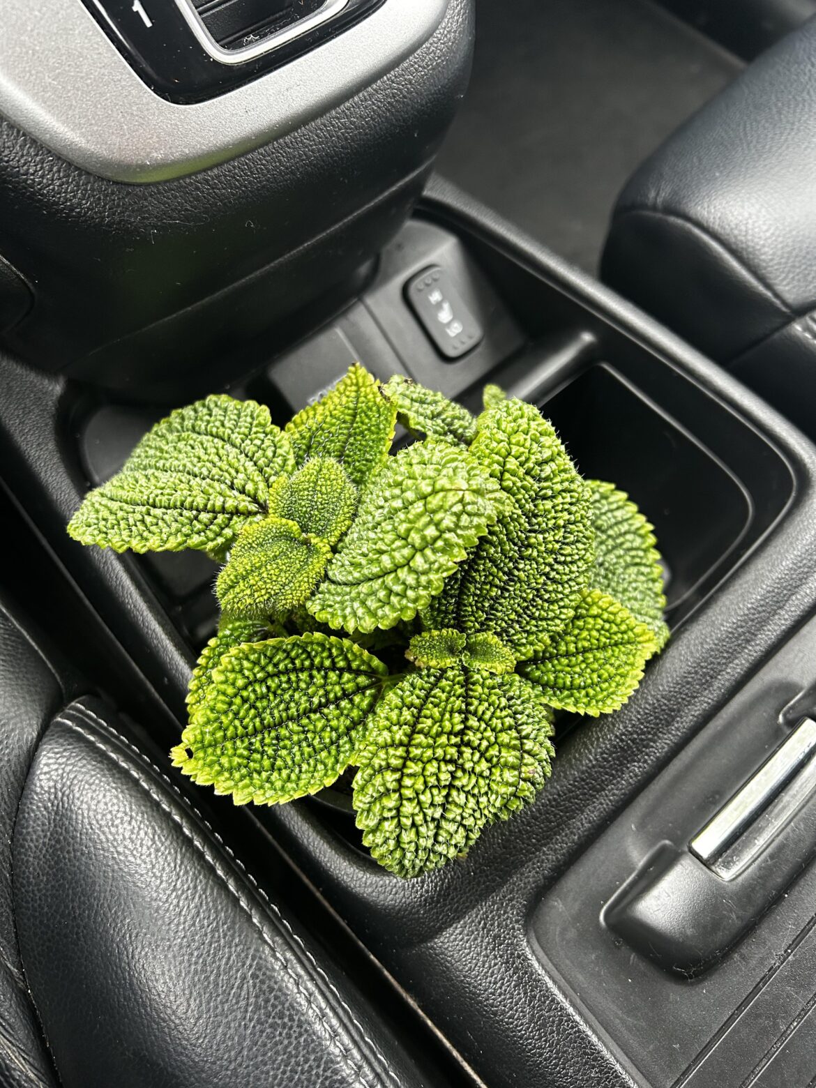 What plant is this?