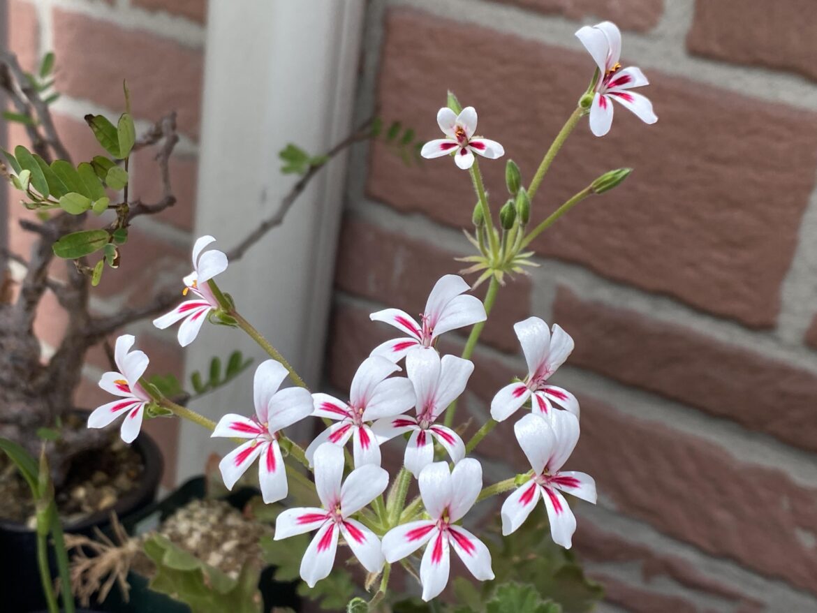 The flowers of Pelargonium pulchellum