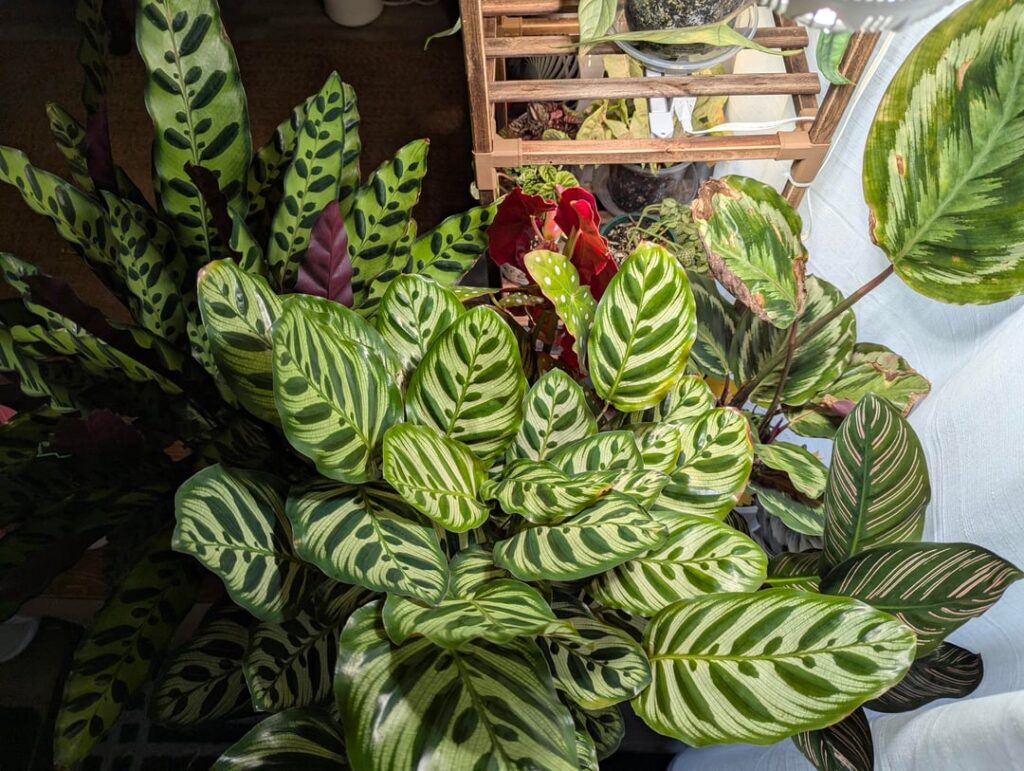 My calathea corner!