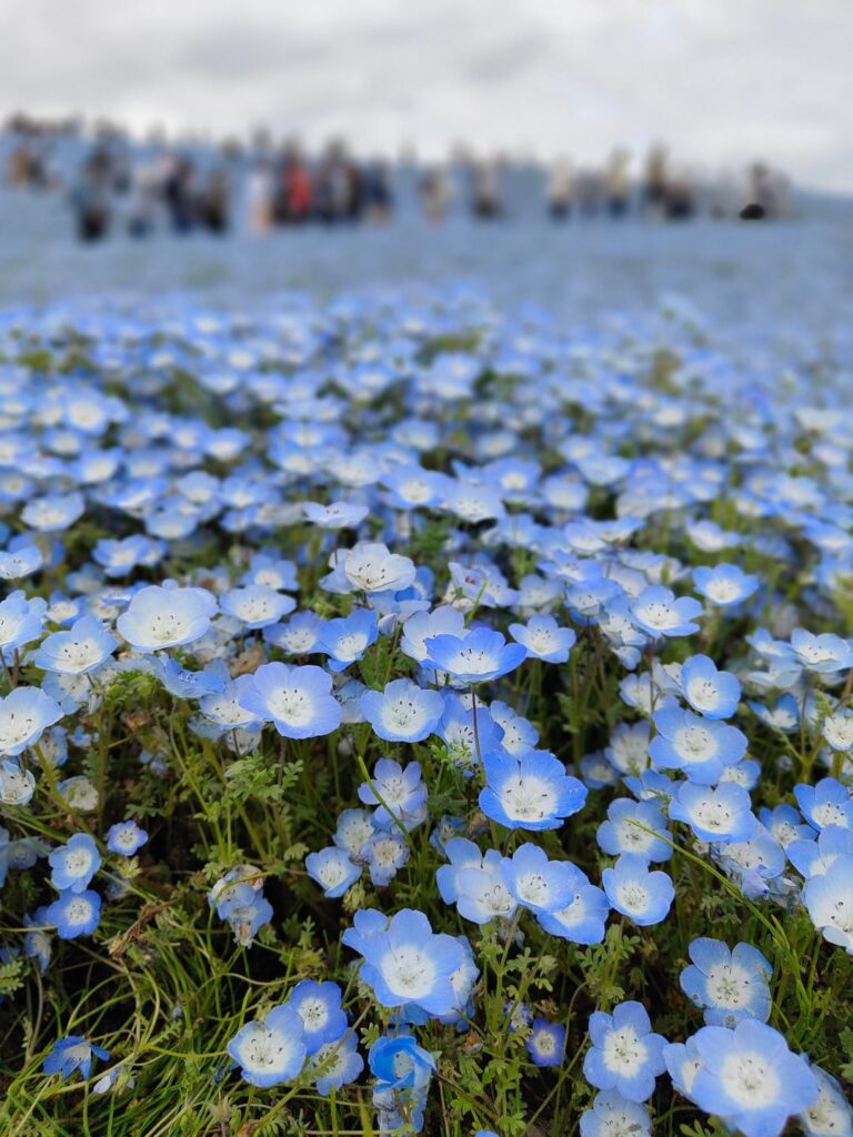 Magical Blue Field in Japan