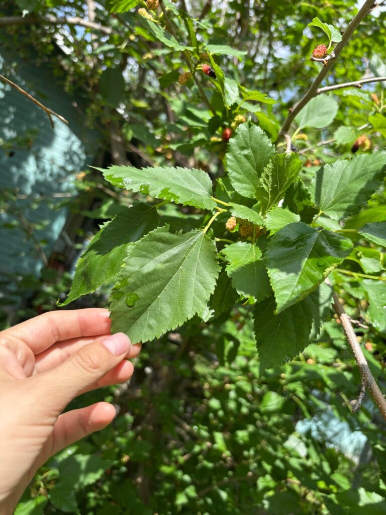 Is this a mulberry tree? Is this a mulberry tree?
