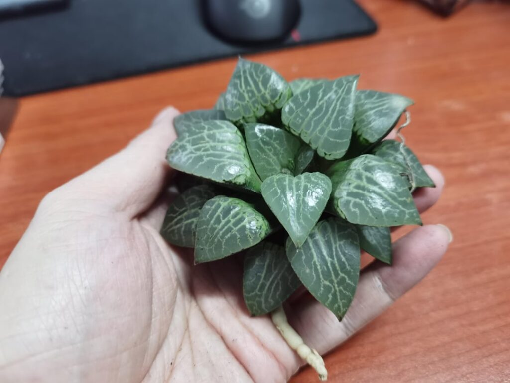 Plant mail with some big boys.