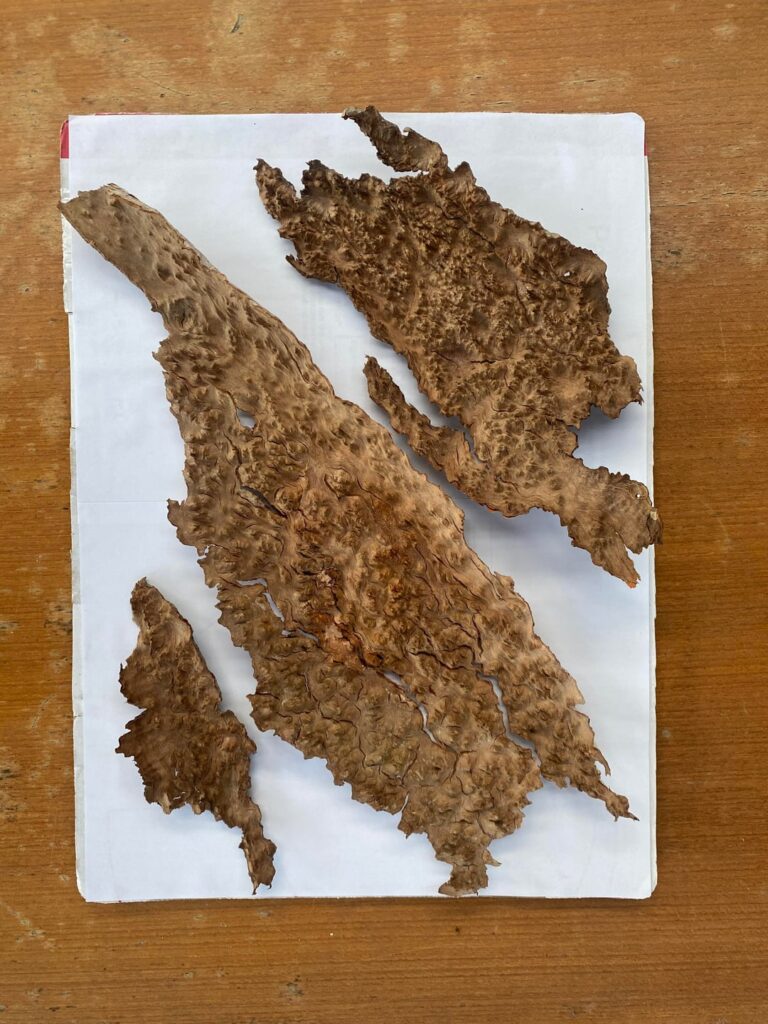 What tree is this bark from? Need help identifying! 🪾