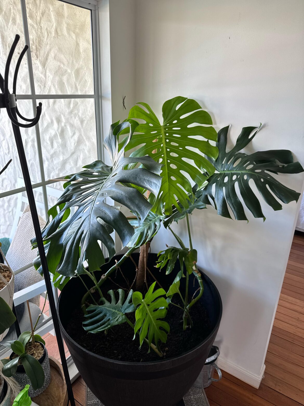 Thought I’d join in and share my beautiful baby ☺️