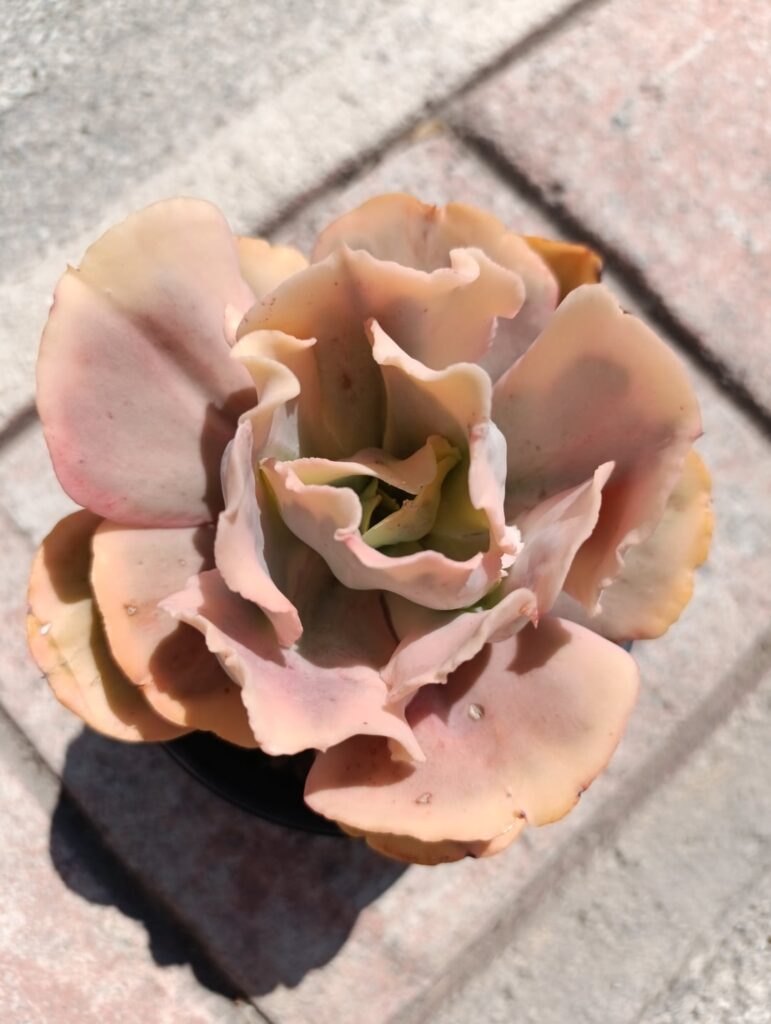A little help with identification.