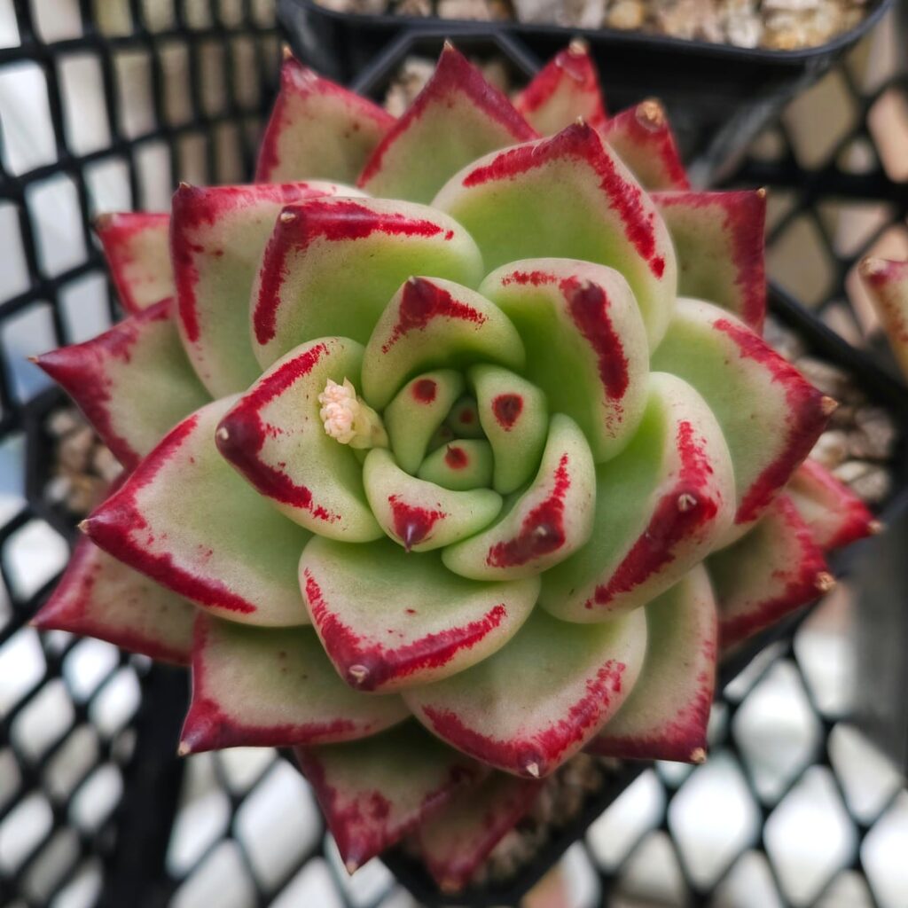 Echeveria agavoides 'Maria'