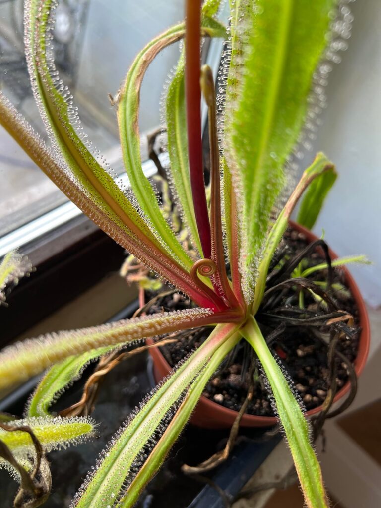 The gigantic D. regia on my windowsill