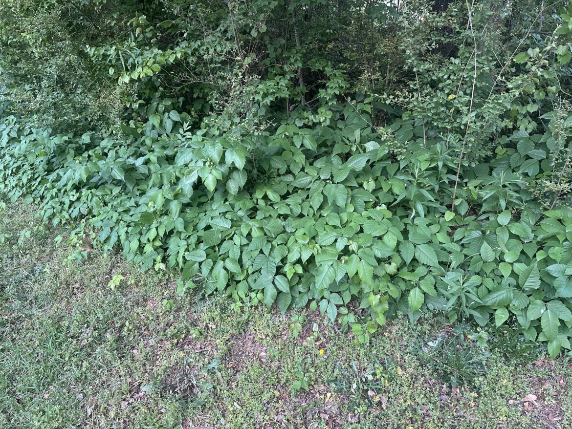 I’ve got an insane amount of poison ivy in my yard. Any tips on how to get rid of all of this?